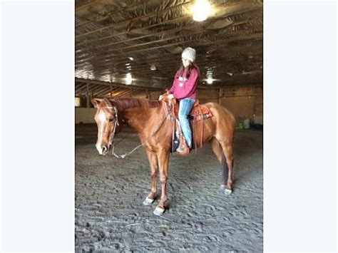 I bought him for trail riding and he has gone all over Texas trails. . Western pleasure horses for sale ohio